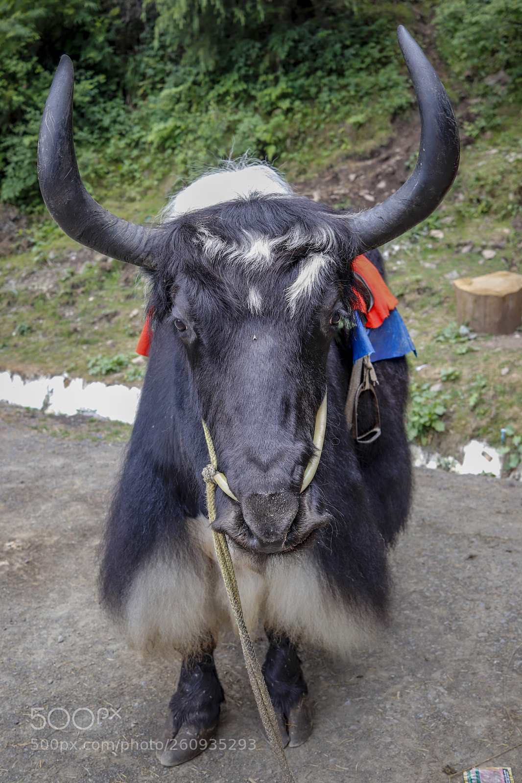 Canon EOS 77D (EOS 9000D / EOS 770D) sample photo. Yak photography