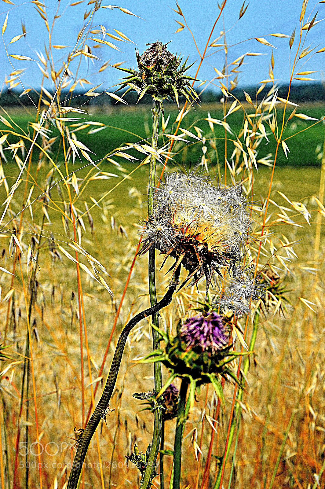 Nikon D3200 sample photo. Gaidoyragatho new copia () photography