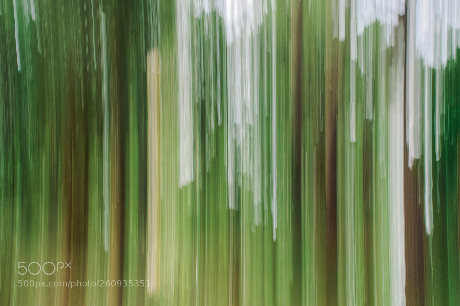Sony Cyber-shot DSC-RX100 III sample photo. Forest photography