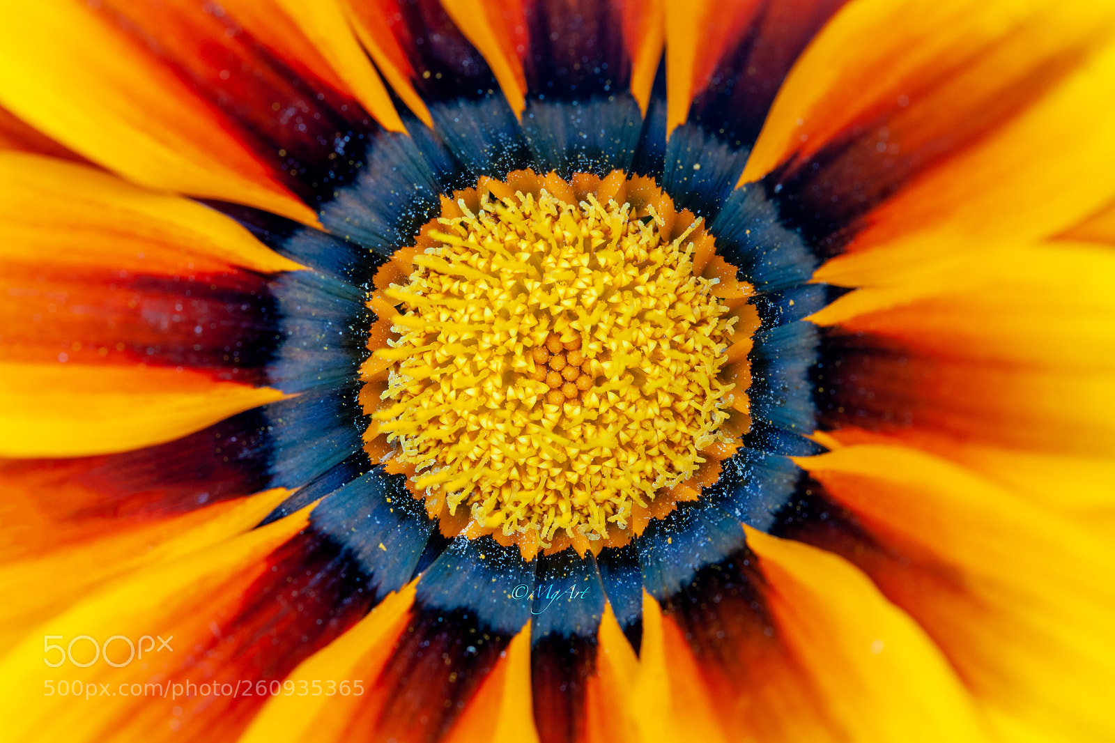 Nikon D300 sample photo. Close-up of an orange photography