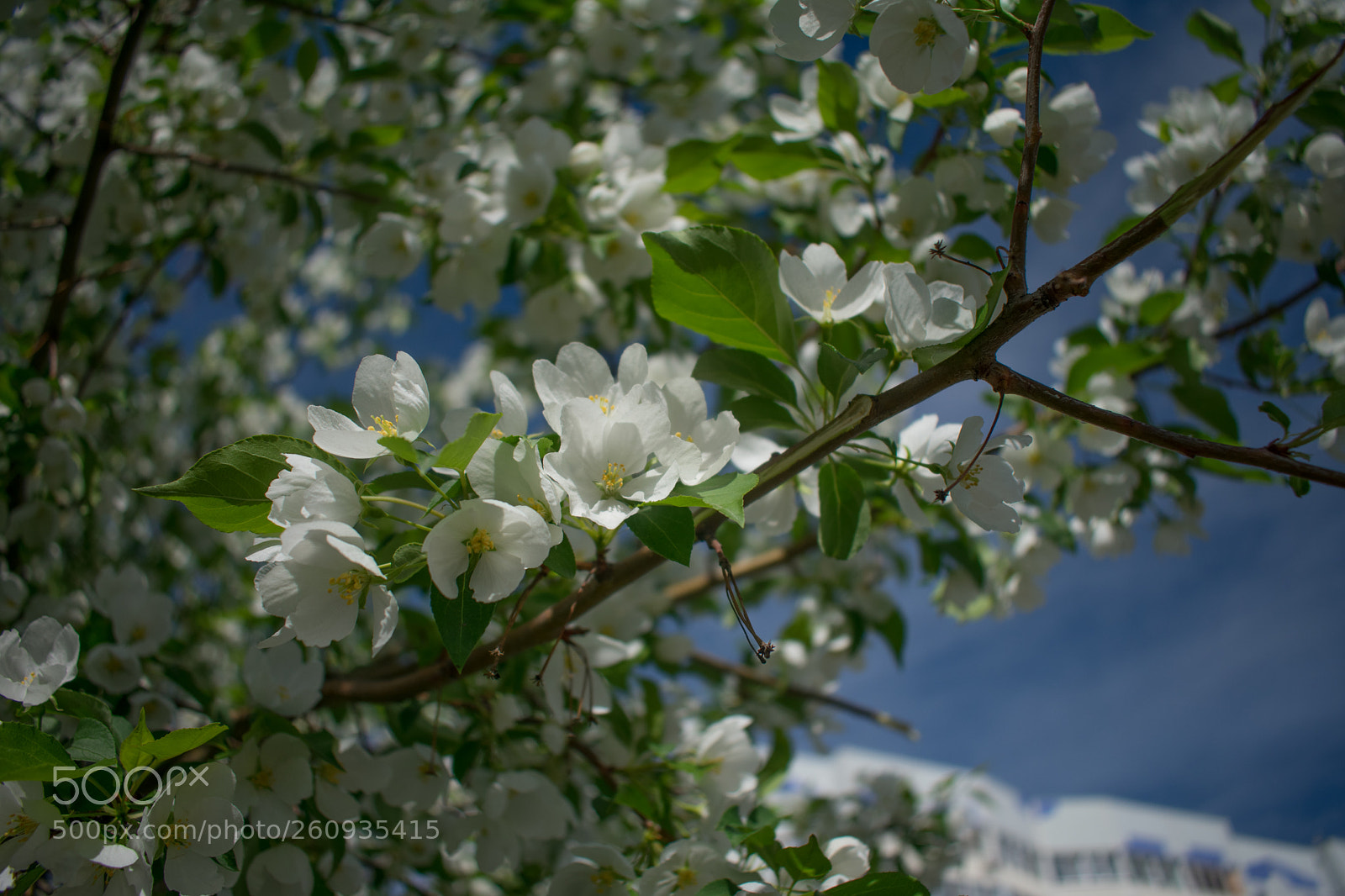 Nikon D3400 sample photo. Apple photography