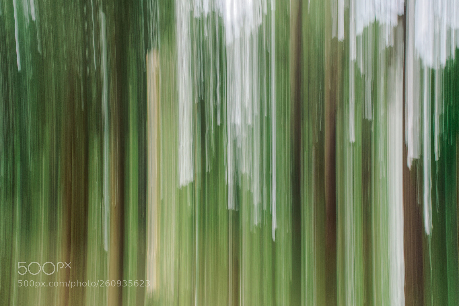 Sony Cyber-shot DSC-RX100 III sample photo. Magic forest photography