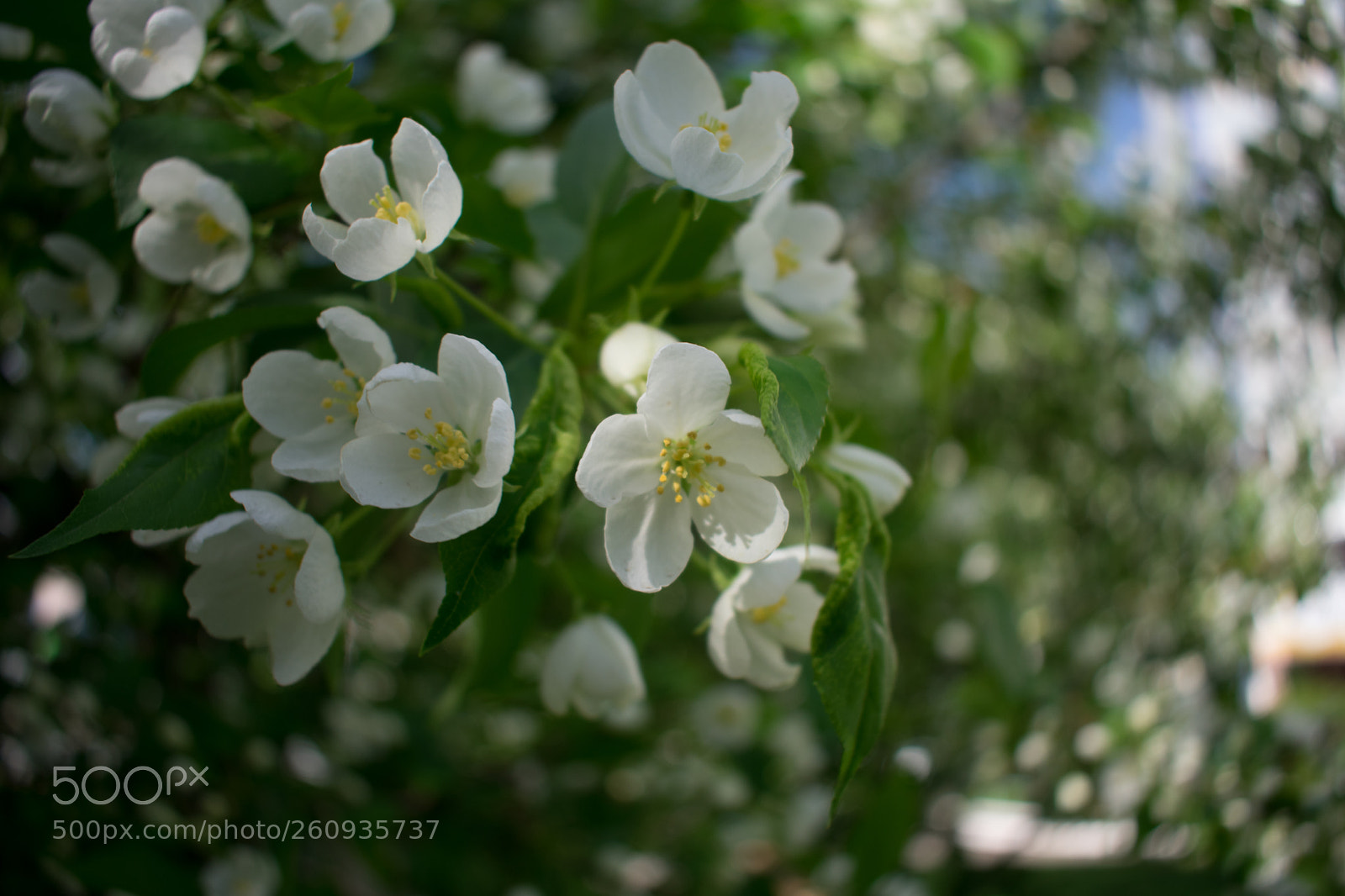 Nikon D3400 sample photo. Apple tree photography