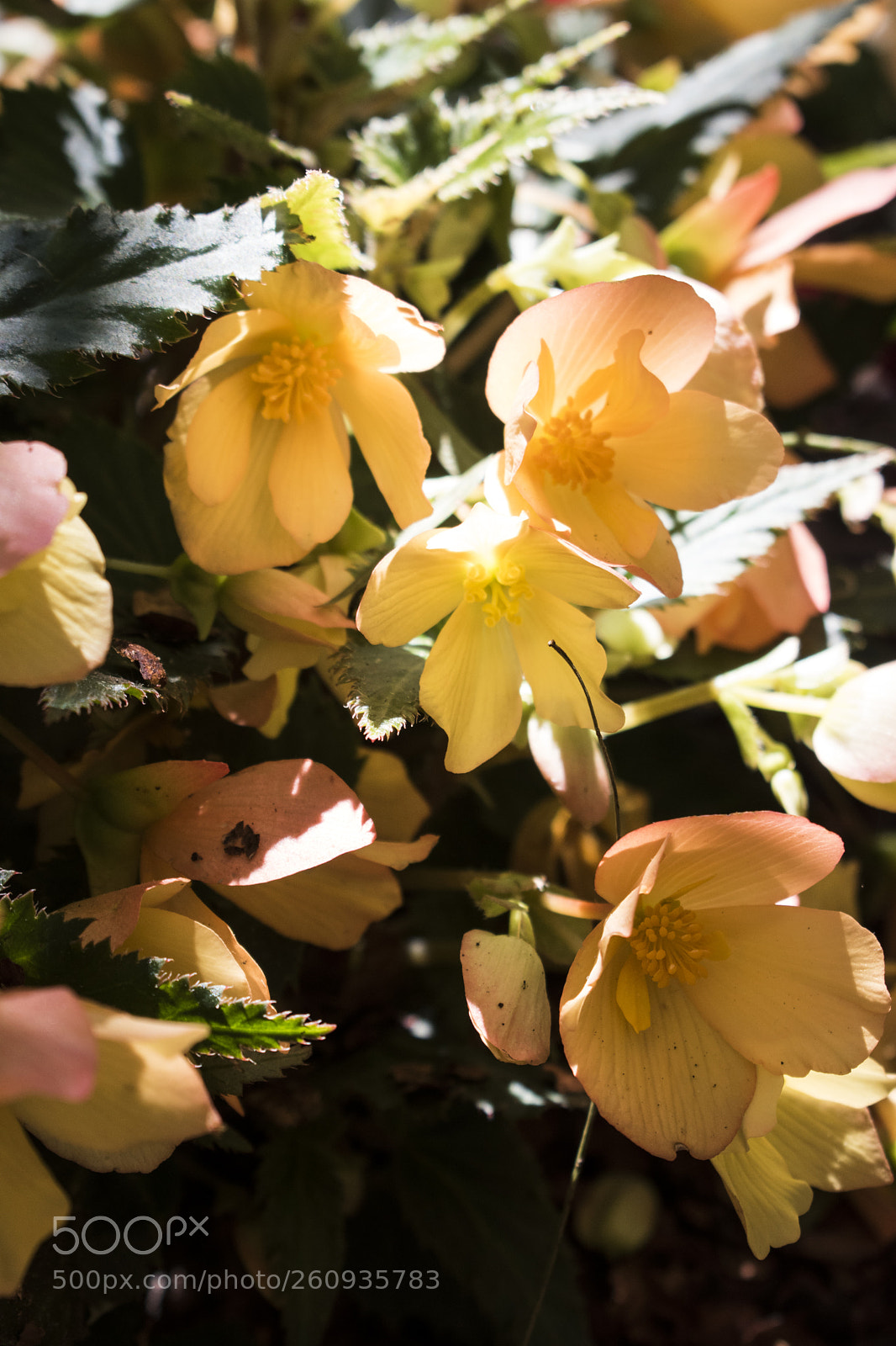 Nikon D5600 sample photo. Yellow tenderness photography
