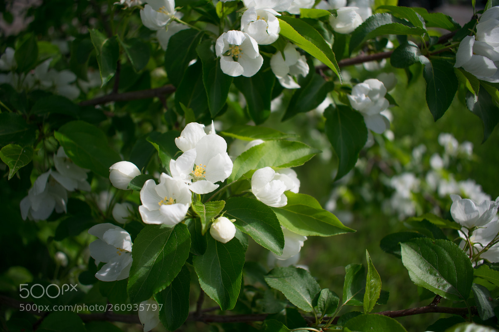 Nikon D3400 sample photo. Apple blossoms photography