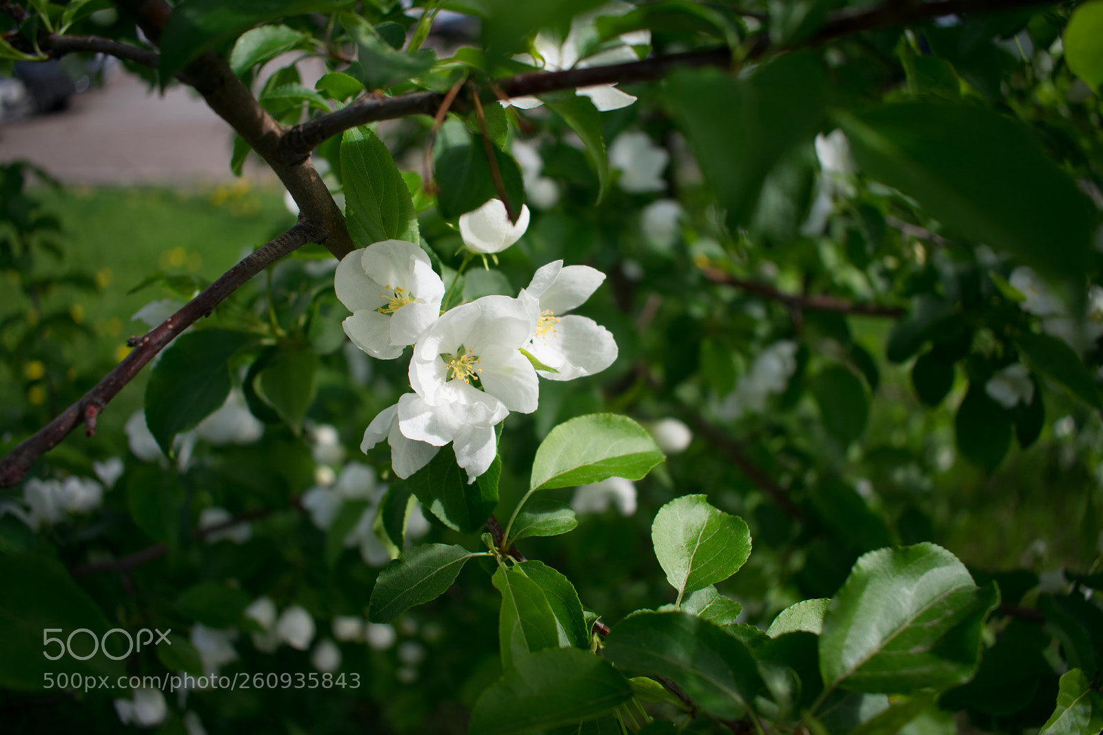 Nikon D3400 sample photo. Apple - blossomsfill the photography