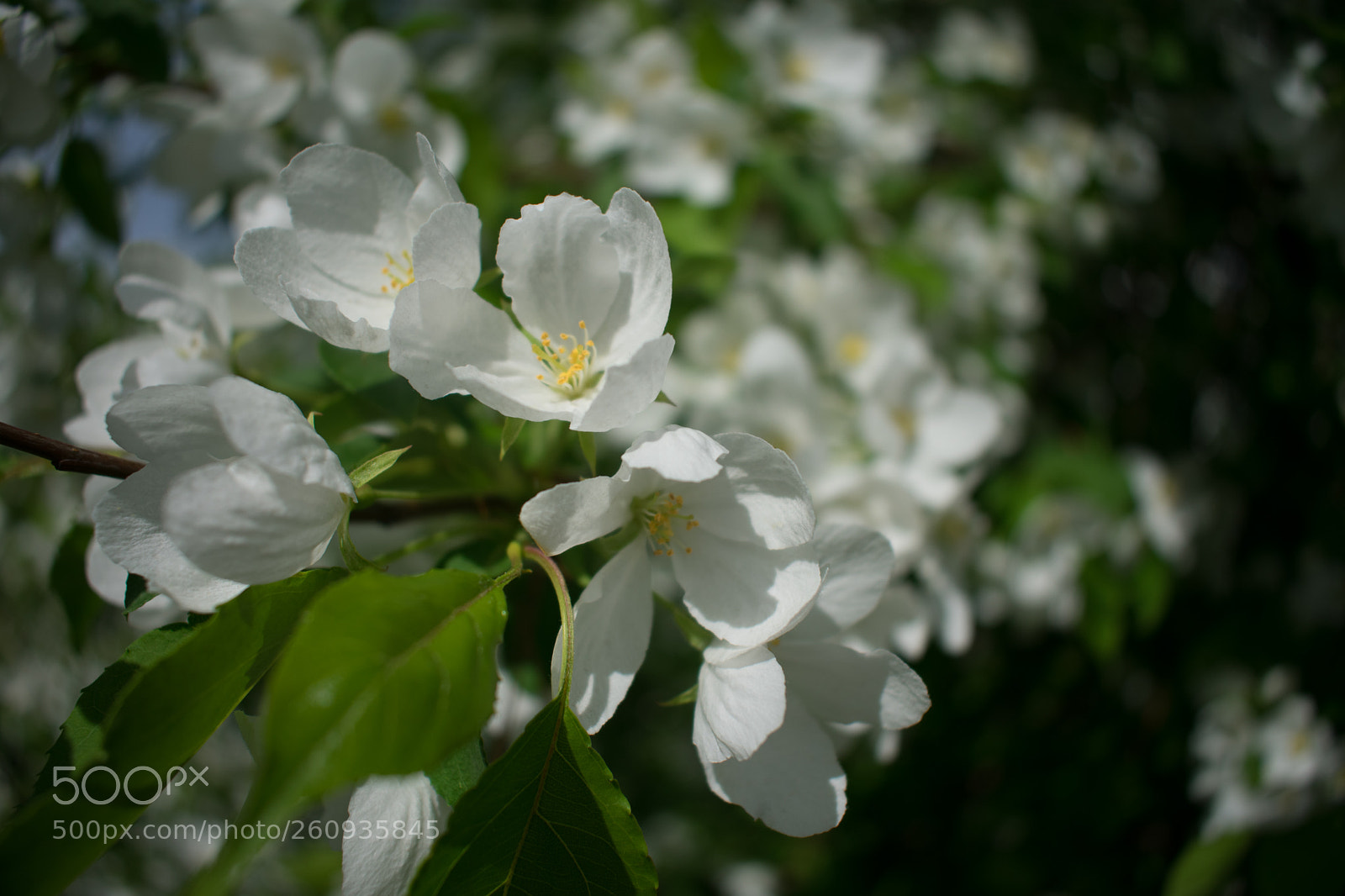 Nikon D3400 sample photo. Apple tree photography