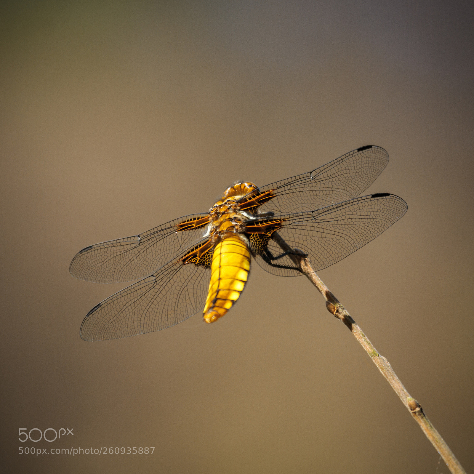 Canon EOS 7D sample photo. Broad bodied chaser photography