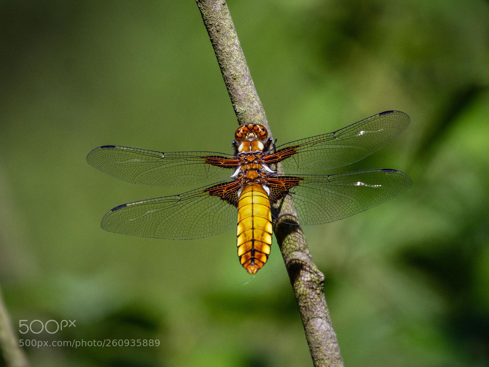 Canon EOS 7D sample photo. Broad bodied chaser photography