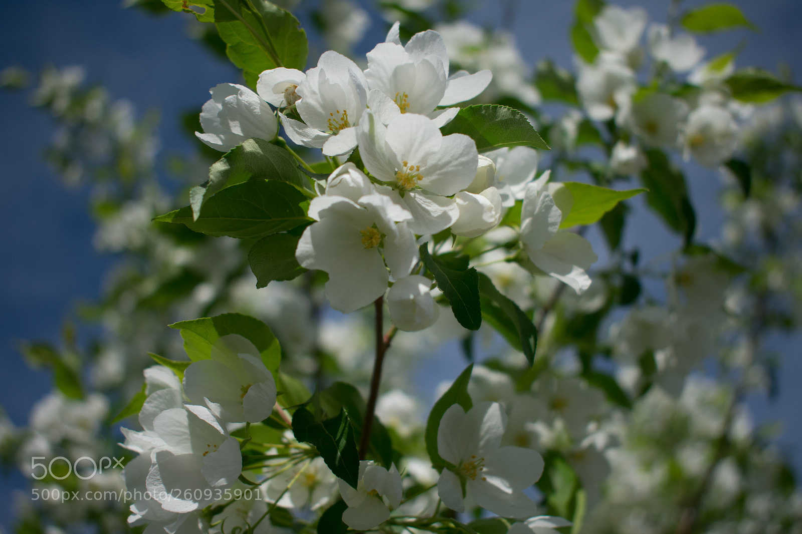 Nikon D3400 sample photo. Apple photography