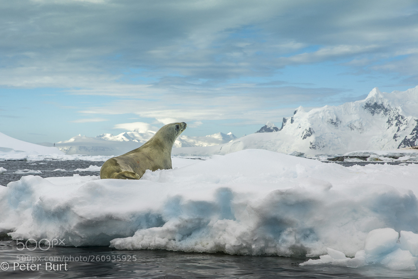Canon EOS 5D Mark IV sample photo. Crabeater seal photography