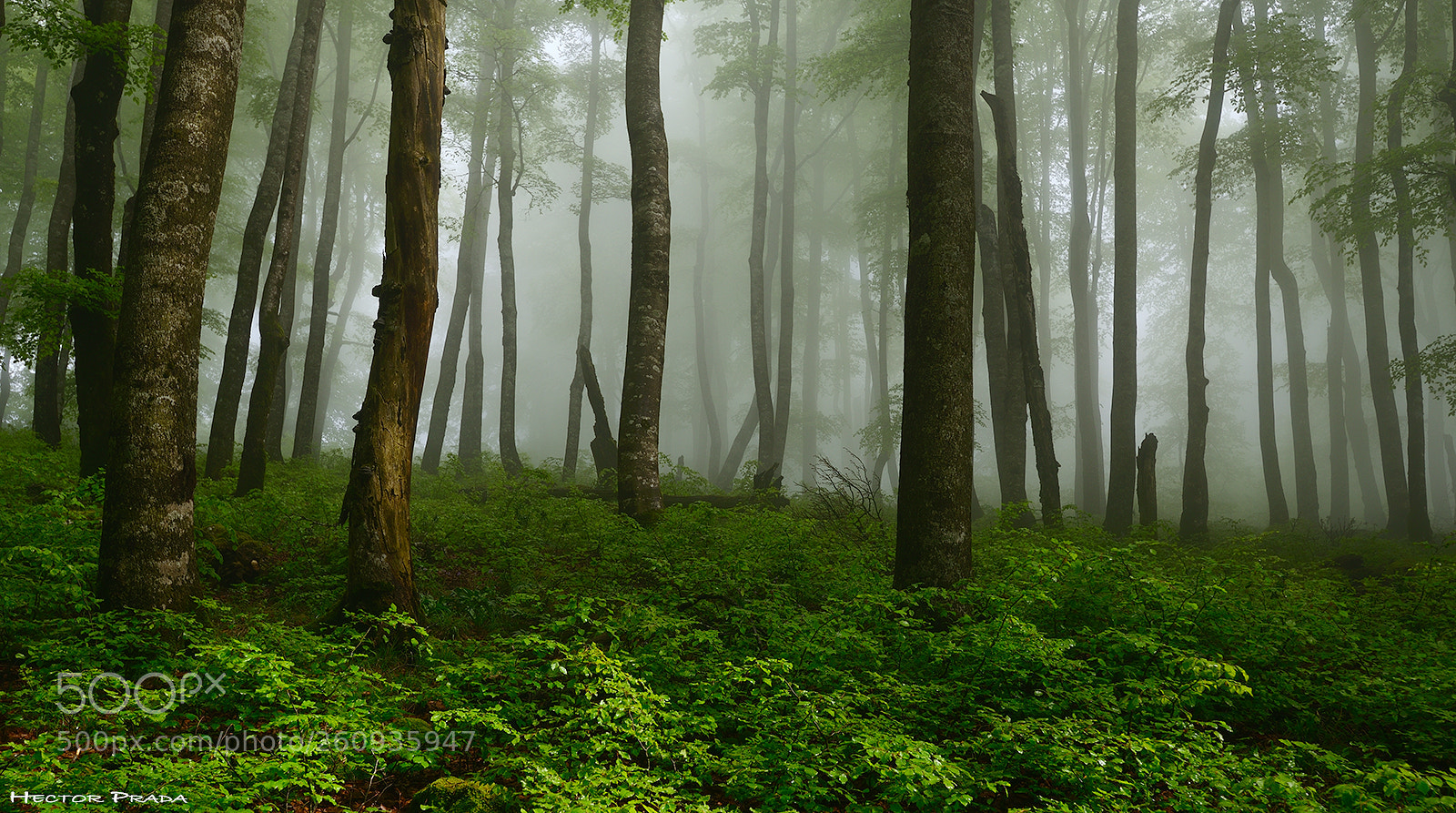 Nikon D610 sample photo. Daydreaming photography