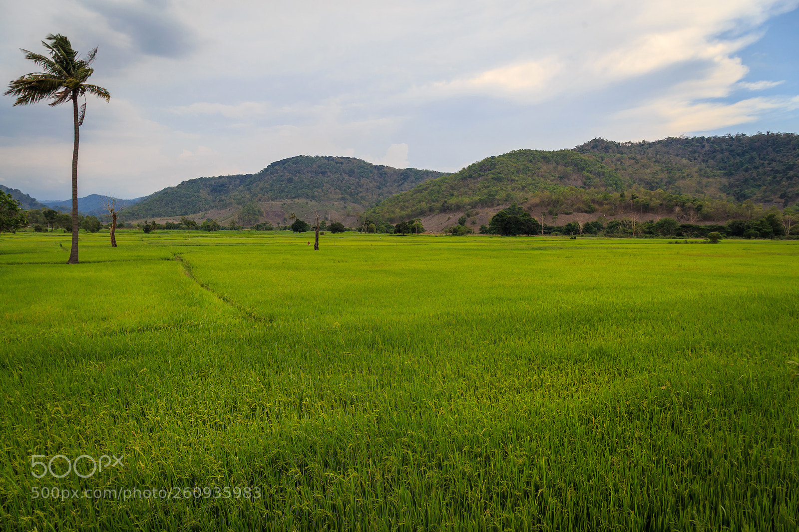 Canon EOS 6D sample photo. Rice photography