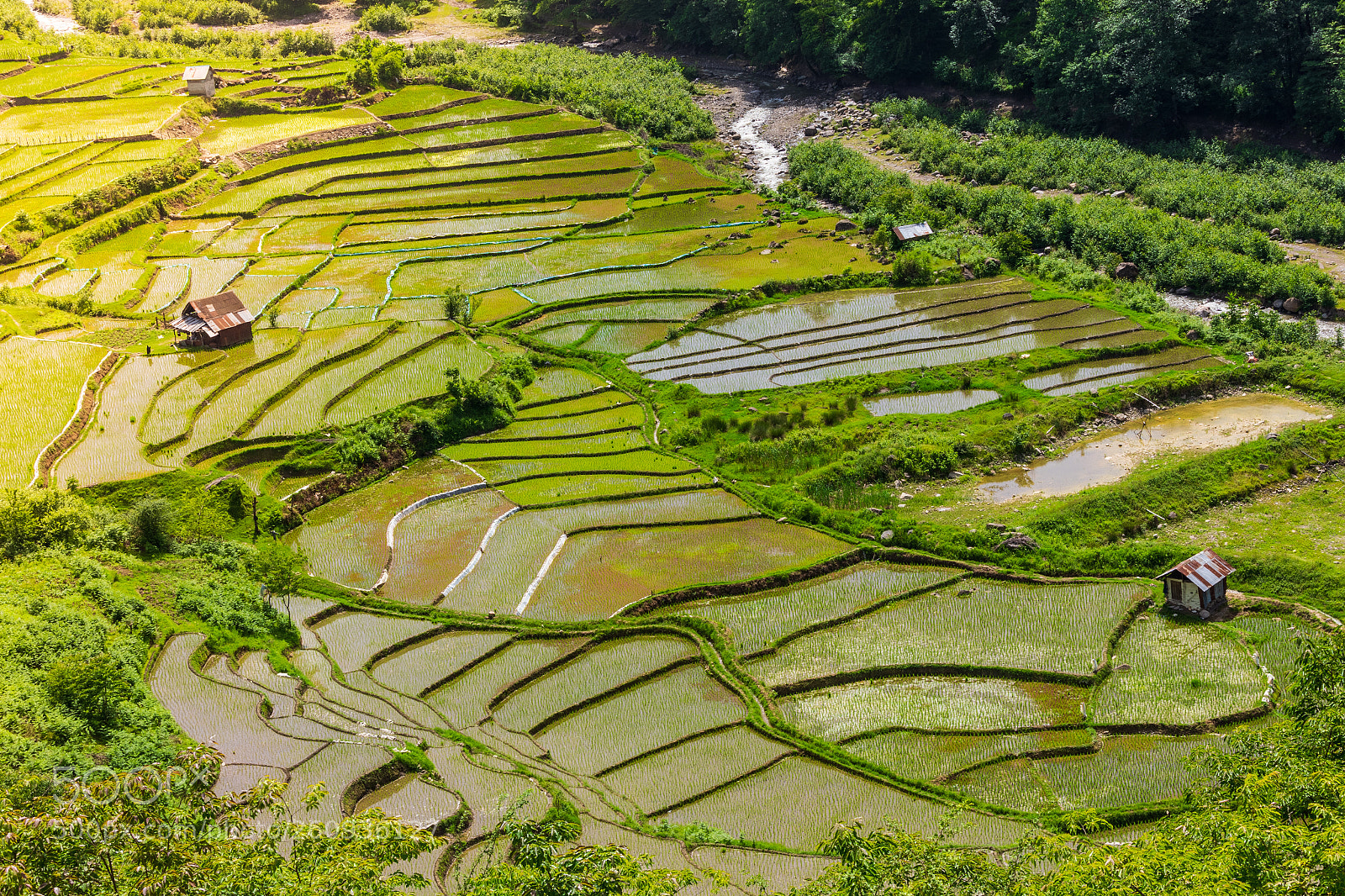 Canon EOS 6D sample photo. Paddy field photography