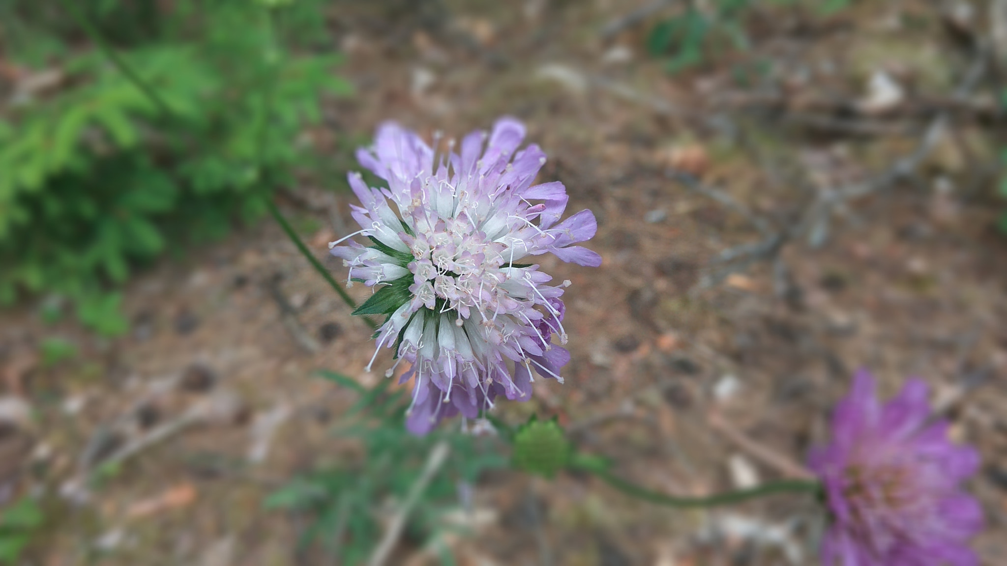 Xiaomi Redmi Note3 sample photo