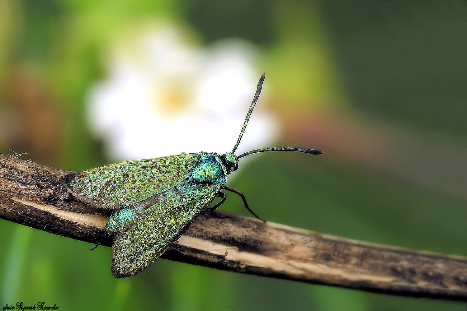 Nikon E8800 sample photo. Green moth photography