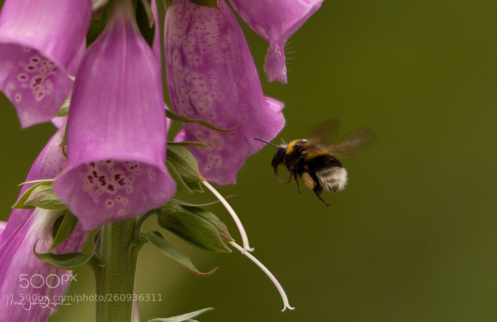 Canon EOS 5D Mark II sample photo. Visite impromptue... photography