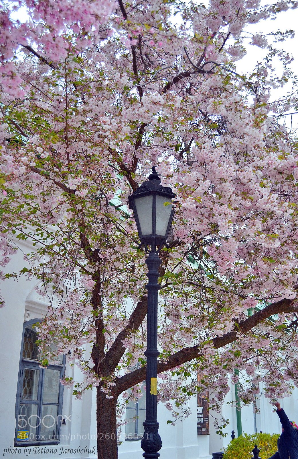 Nikon D3100 sample photo. Street lantern photography