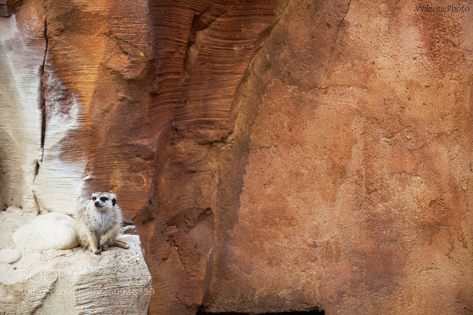 Canon EOS 5D Mark II sample photo. Pairi daiza 6648 photography