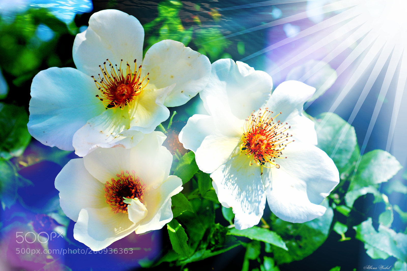 Canon EOS 70D sample photo. Roses impression ... photography