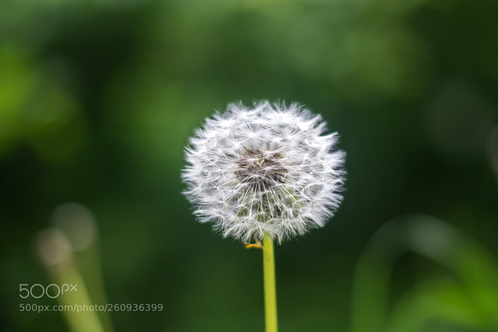 Nikon D7100 sample photo. Dandelion photography