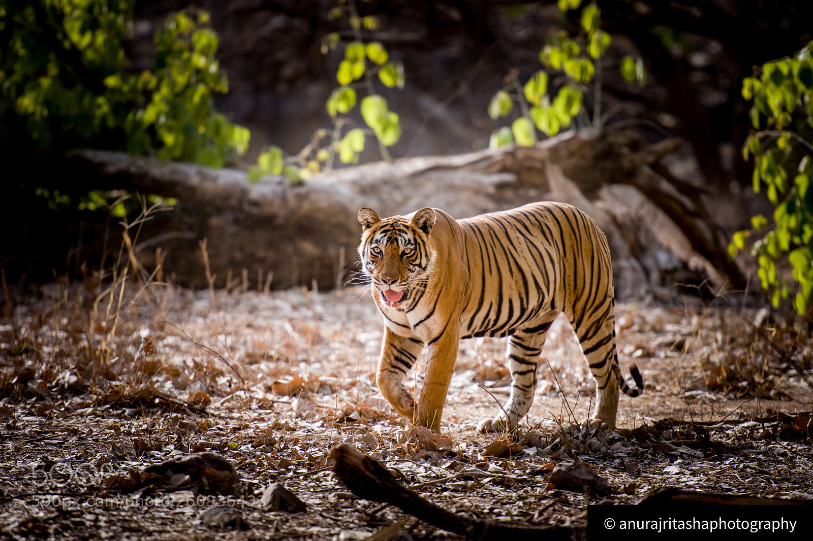 Nikon D500 sample photo. Straight from the tigers photography