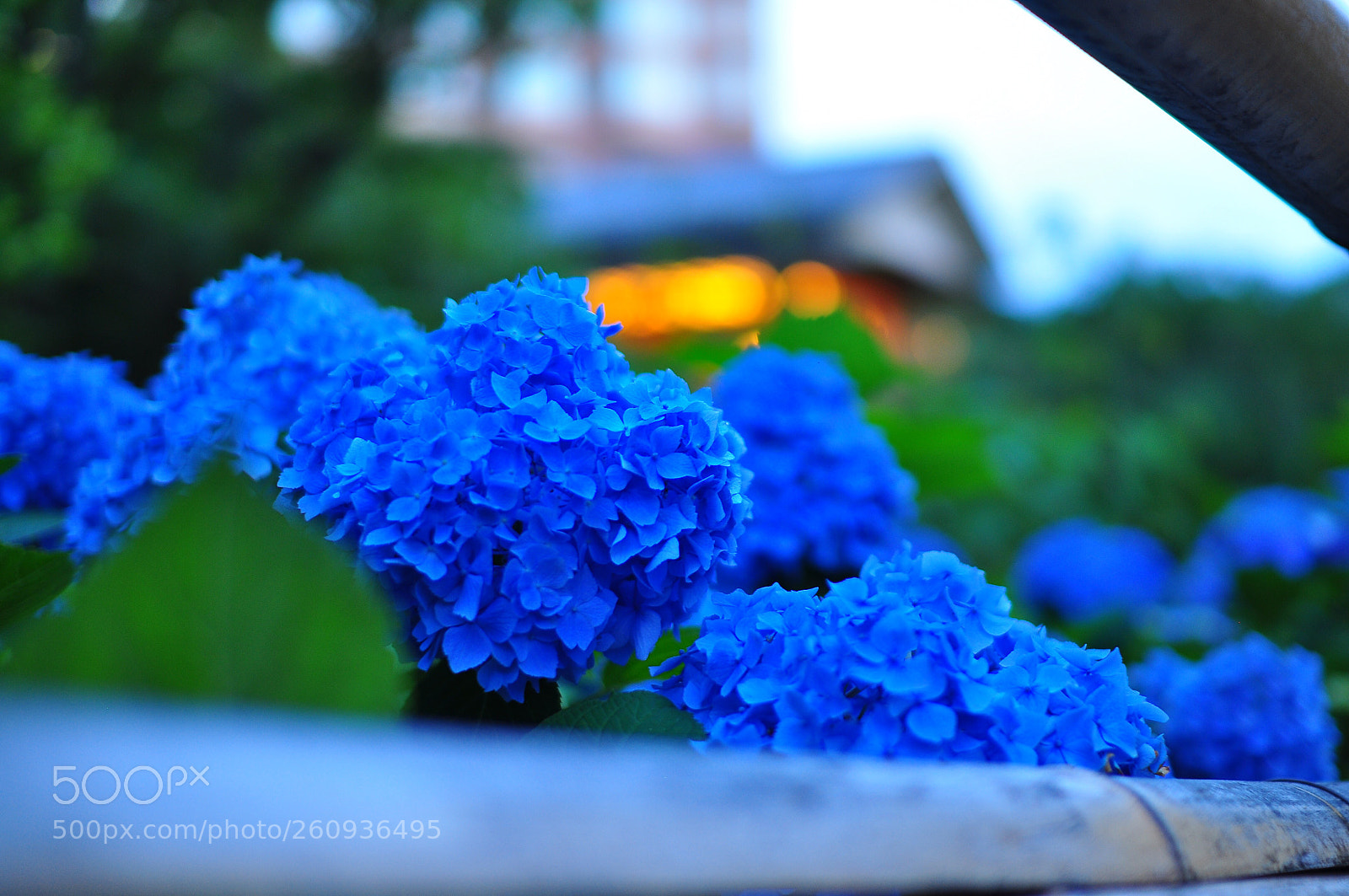 Nikon D5000 sample photo. Untitled photography