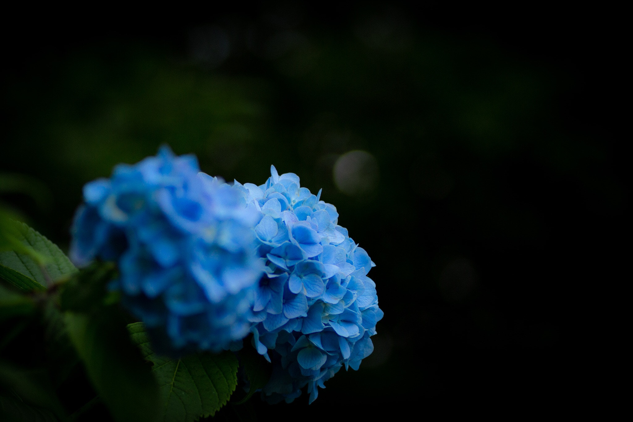 Canon EOS 700D (EOS Rebel T5i / EOS Kiss X7i) sample photo. Hydrangea photography