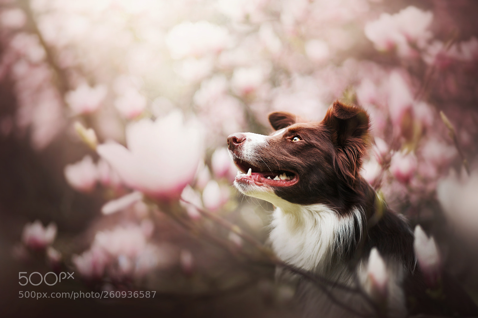 Canon EOS 5D Mark IV sample photo. Magnolia power photography