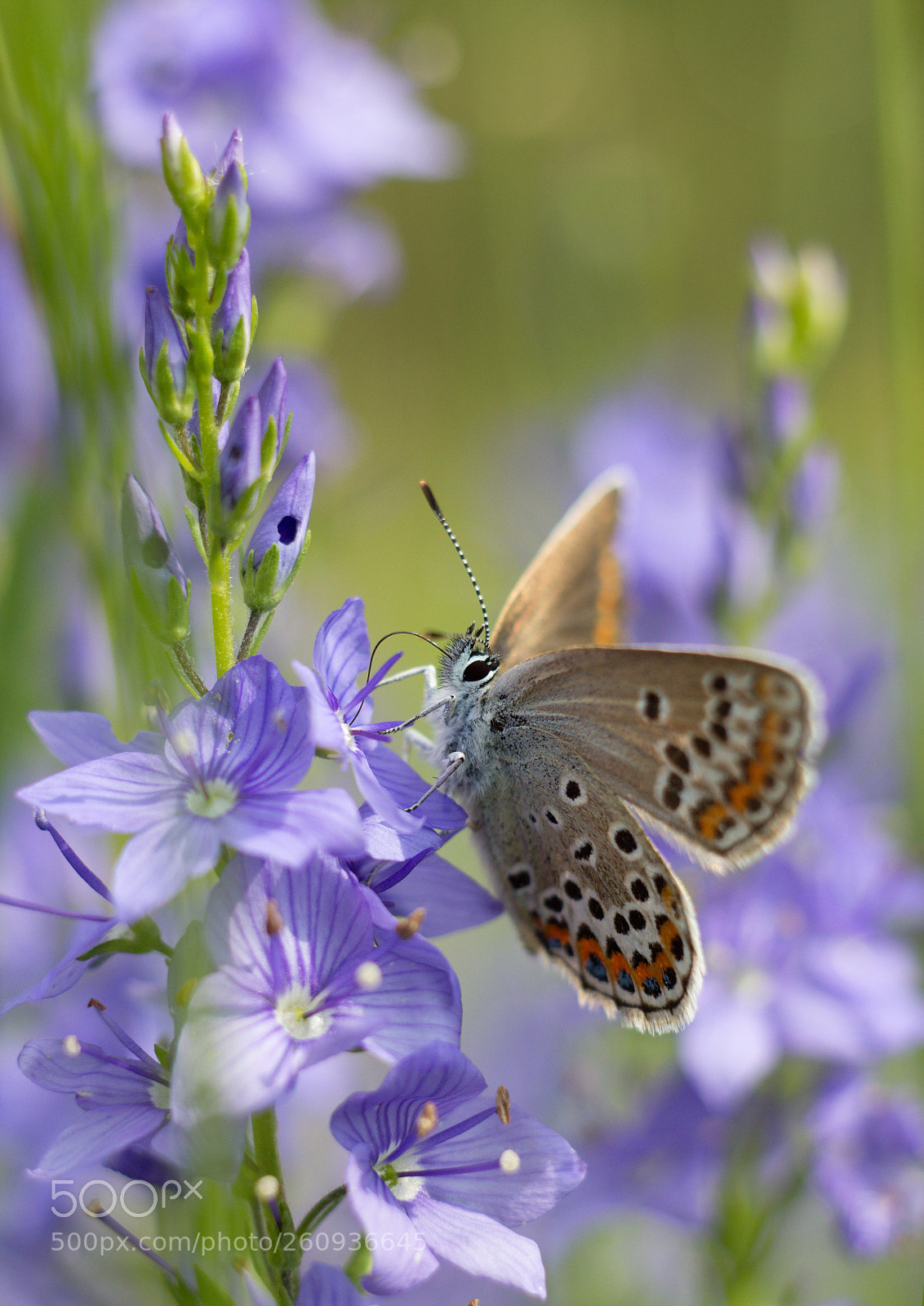 Canon EOS 60D sample photo. Blue dreams. photography