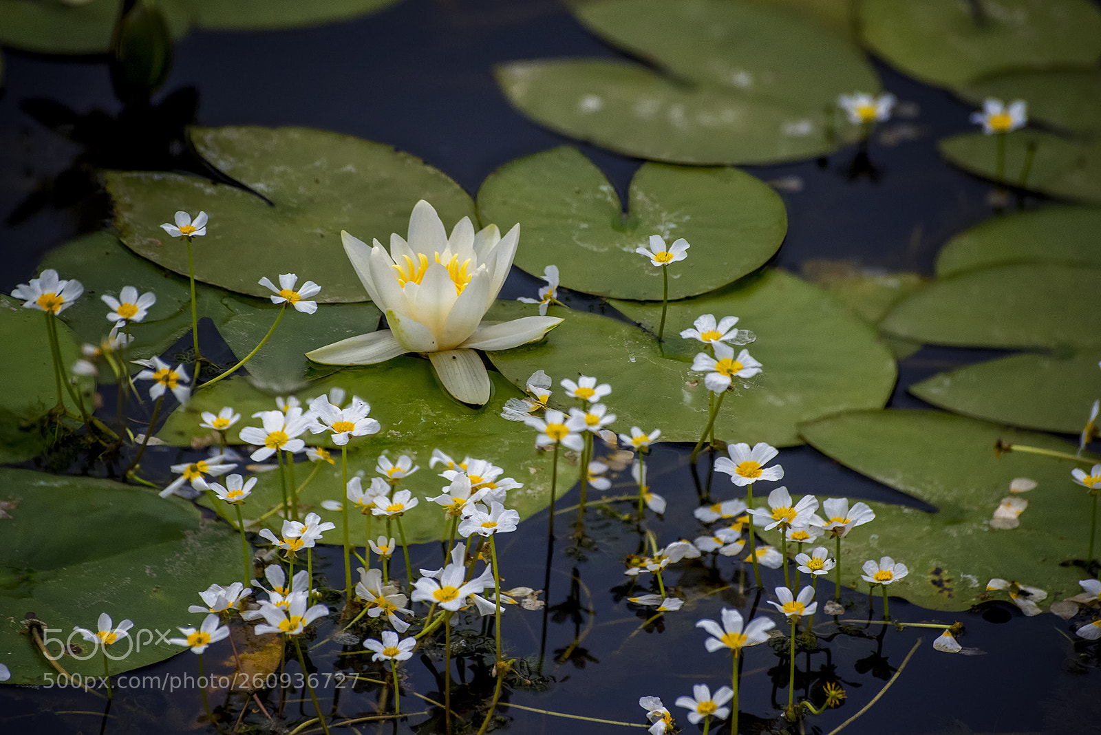 Nikon D810 sample photo. Lotus photography