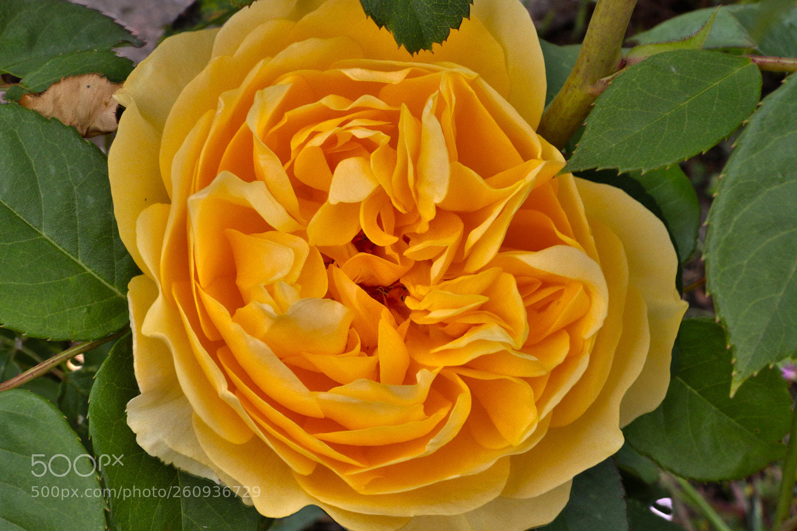 Canon EOS 7D Mark II sample photo. Roses photography
