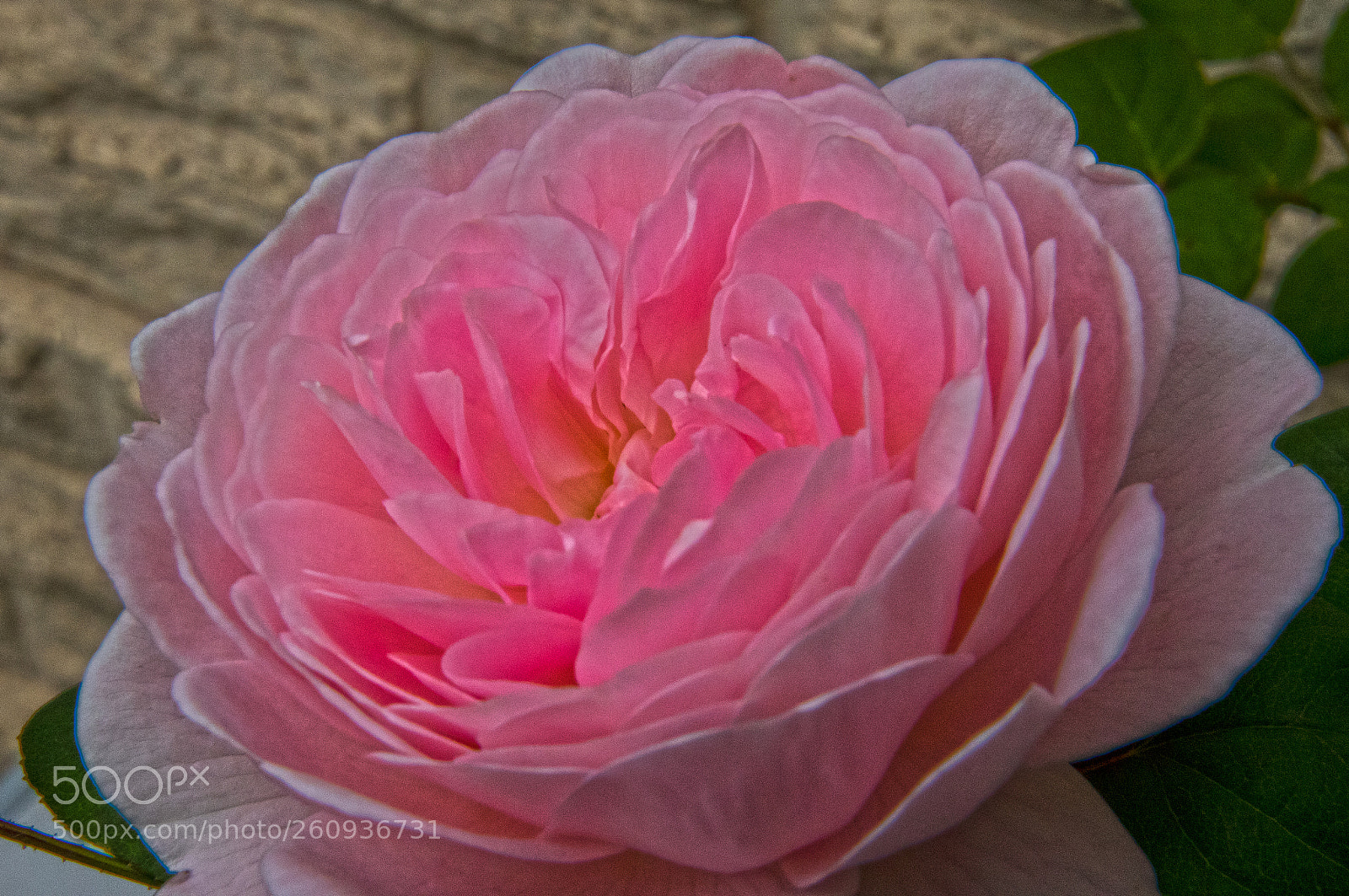 Canon EOS 7D Mark II sample photo. Roses photography