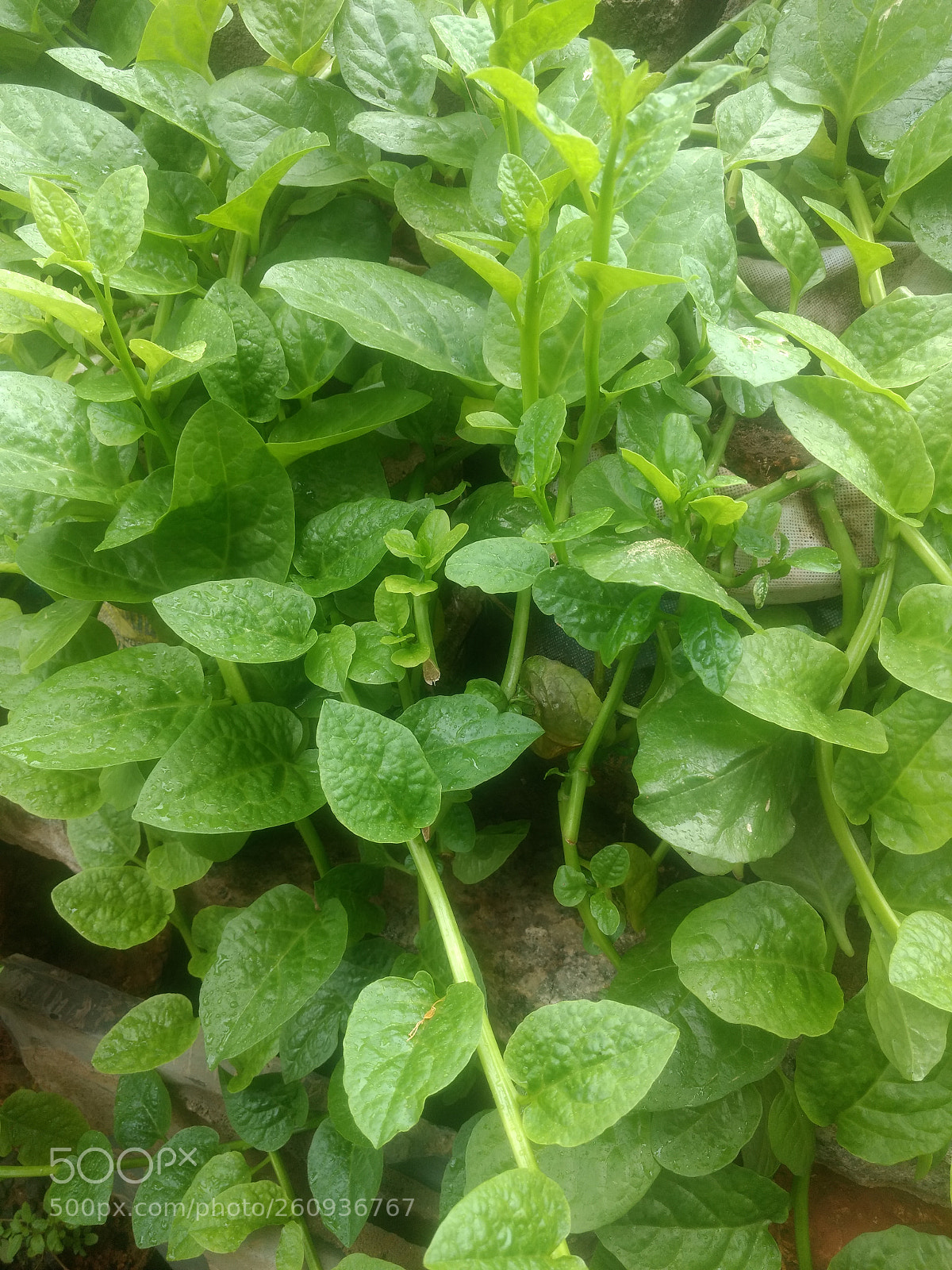 Motorola Moto G (4) sample photo. Untitled photography