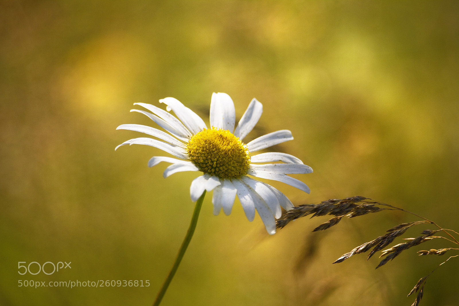 Canon EOS 7D sample photo. ** photography