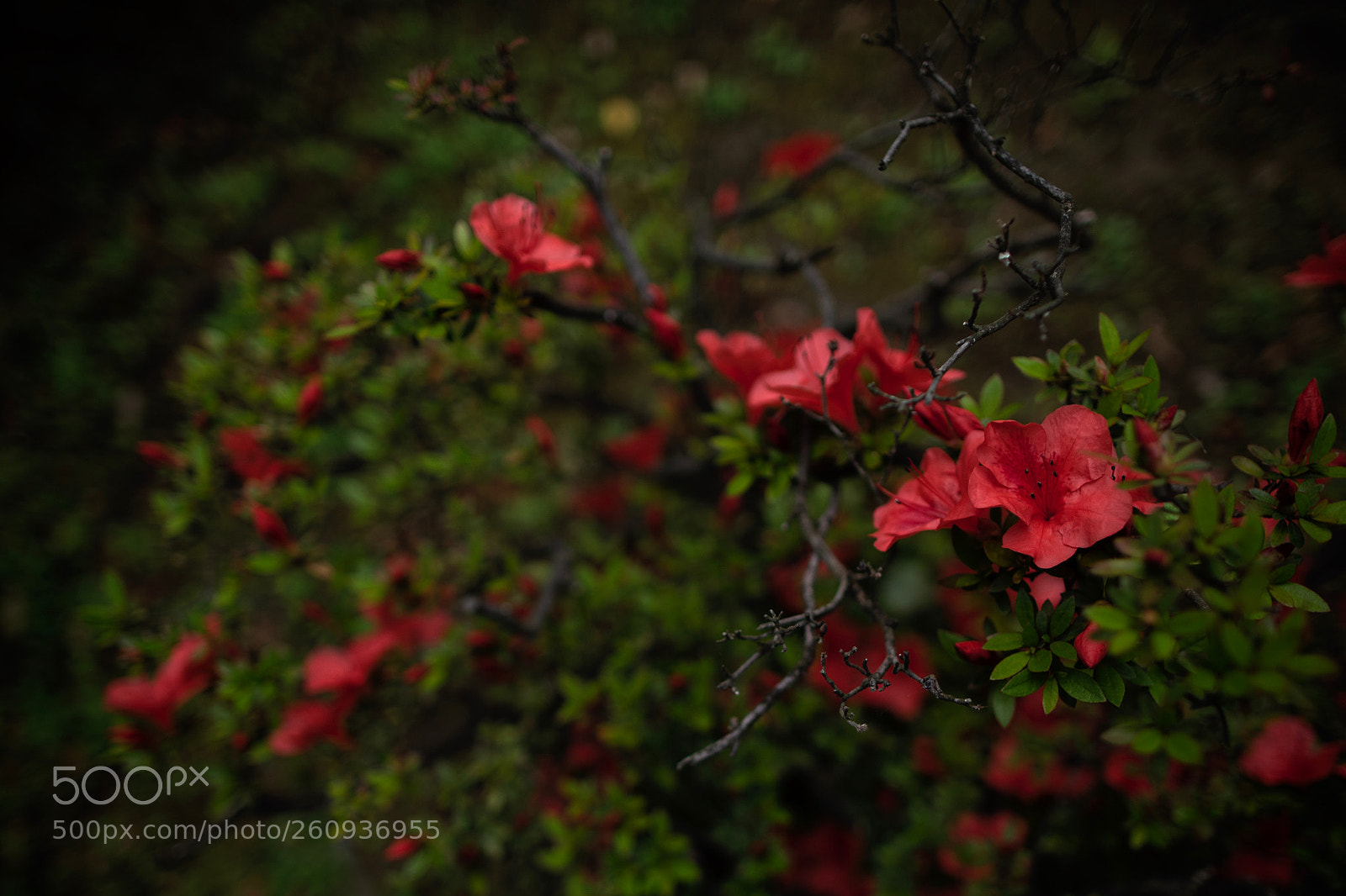 Canon EOS 5D Mark IV sample photo. Azalea photography
