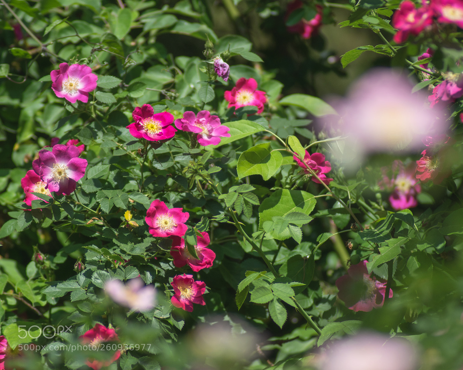 Nikon D5300 sample photo. In bloom photography