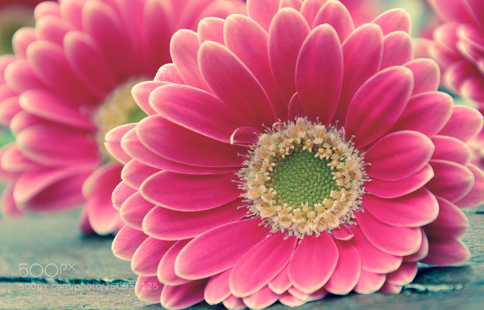 Nikon D90 sample photo. Flower photography