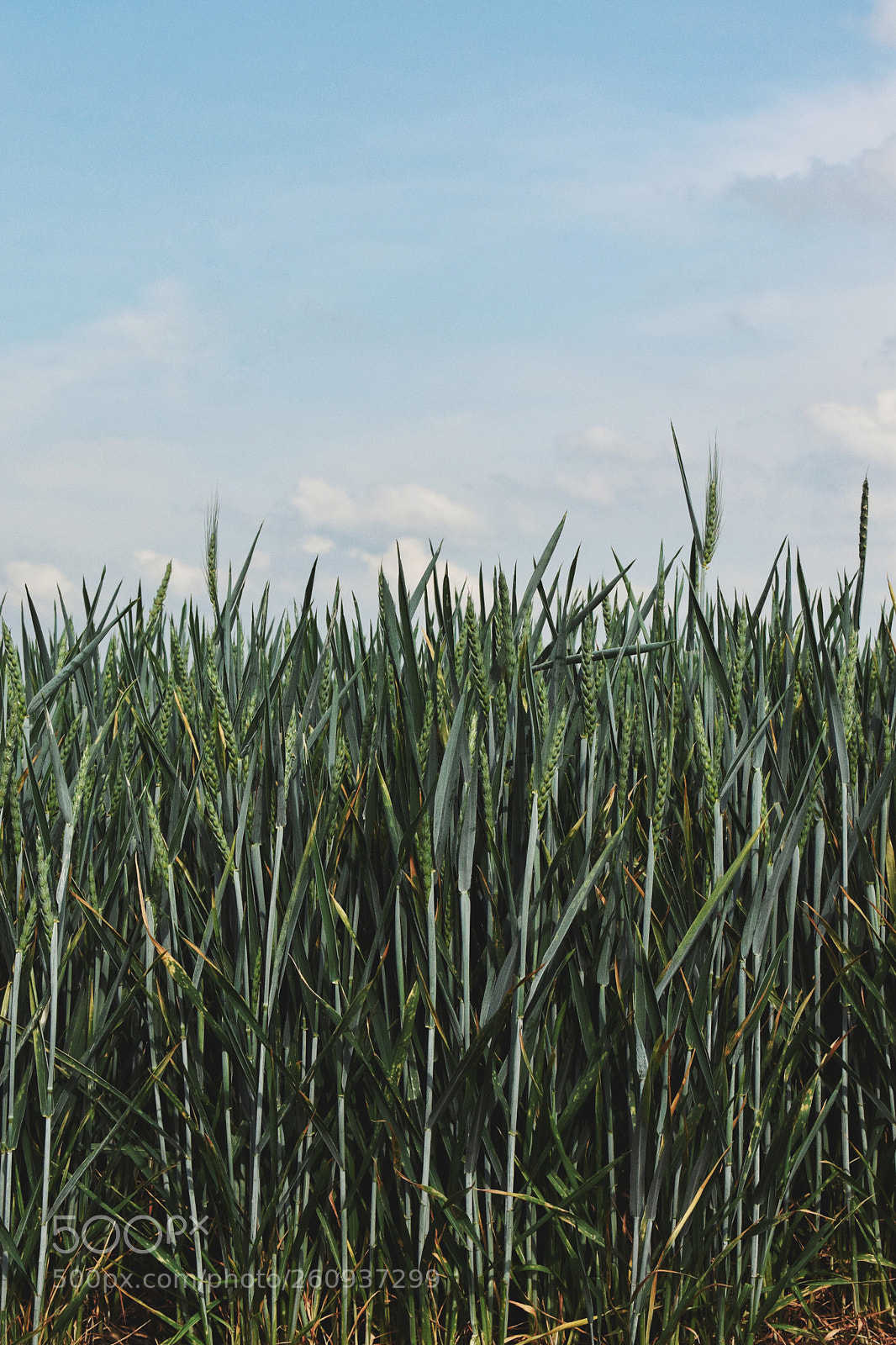 Nikon D3300 sample photo. Field photography