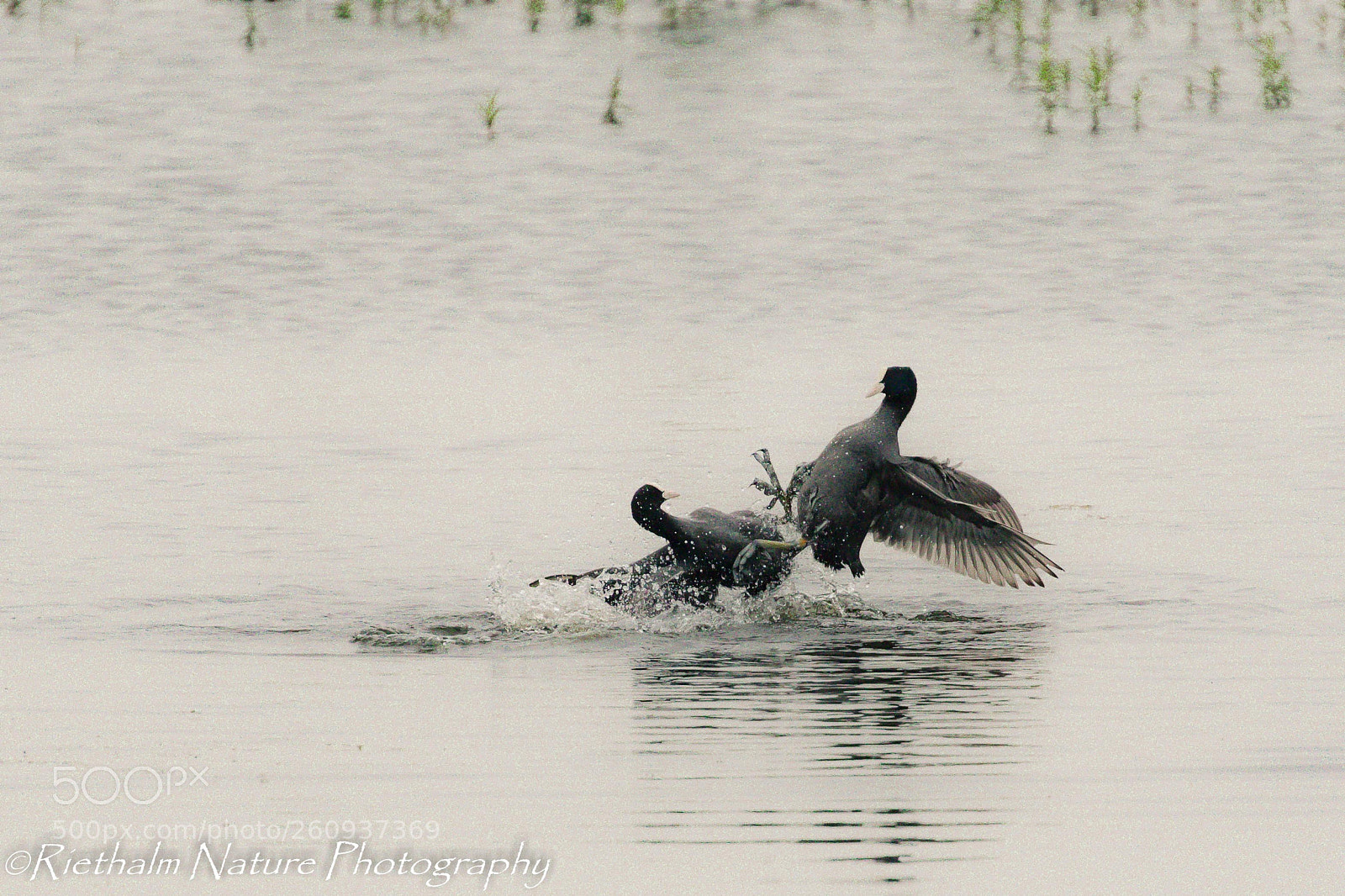 Canon EOS 7D Mark II sample photo. Fighting coots / vechtende meerkoeten photography