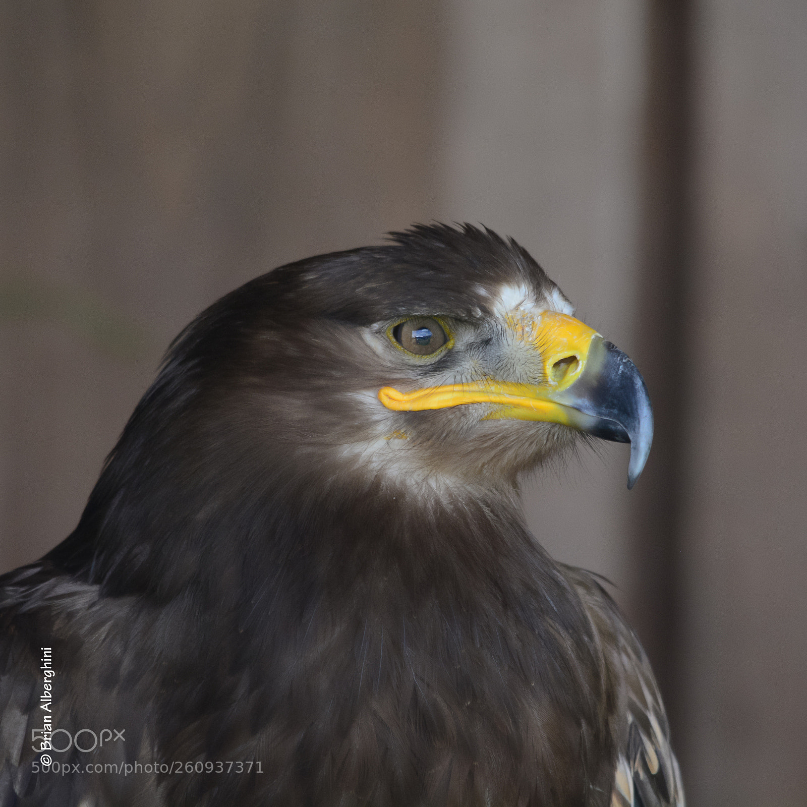 Nikon D7100 sample photo. Golden eagle photography