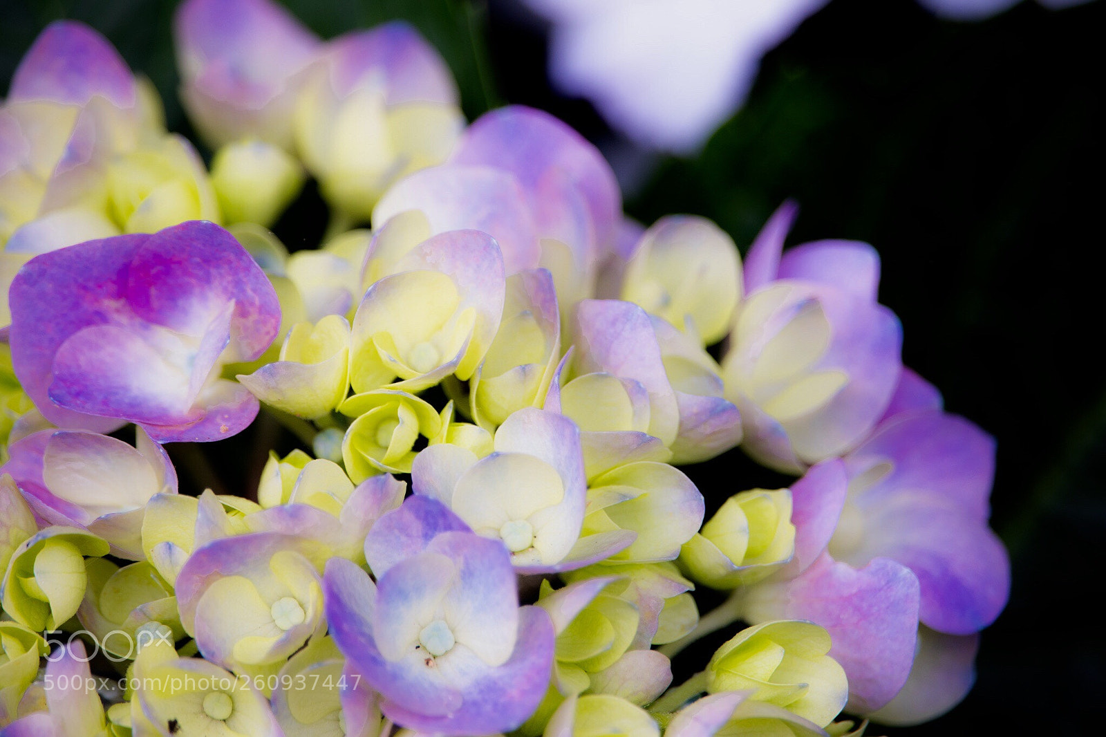 Canon EOS 80D sample photo. Pink hydrangea photography