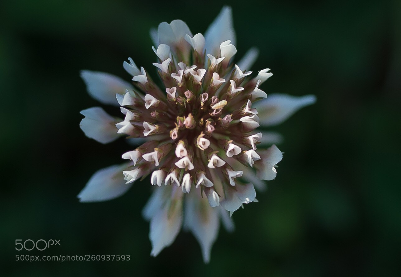 Nikon D610 sample photo. Untitled photography