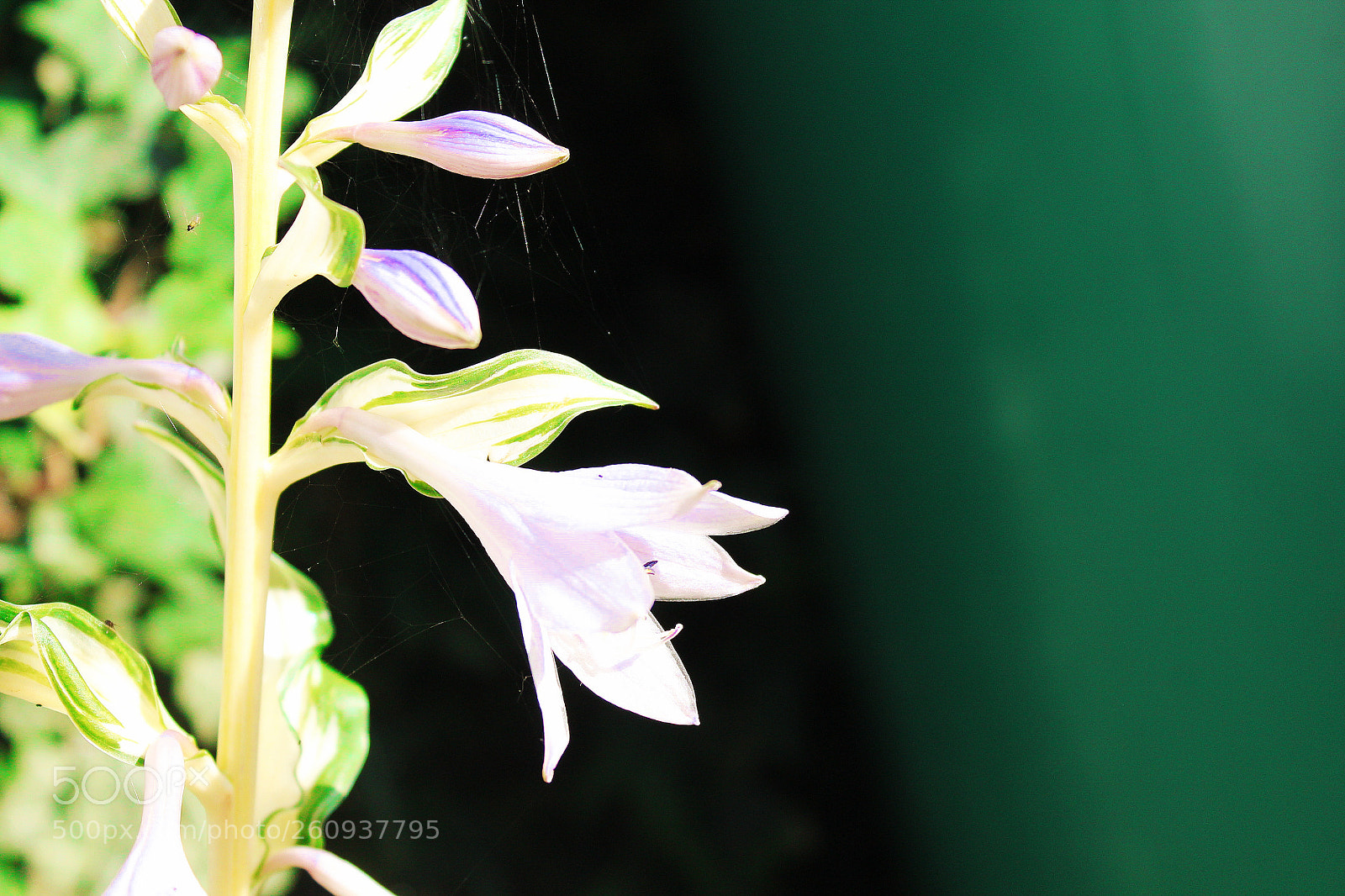 Canon EOS 1100D (EOS Rebel T3 / EOS Kiss X50) sample photo. Fungi photography
