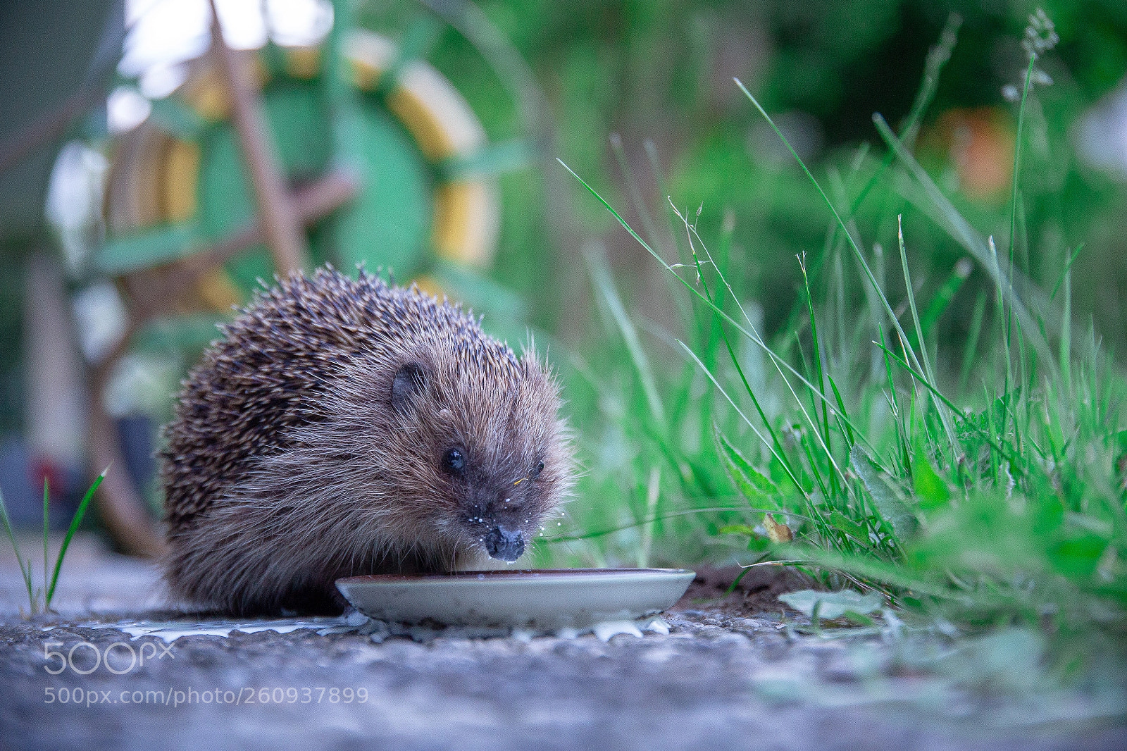 Canon EOS 6D sample photo. Hedgehog photography