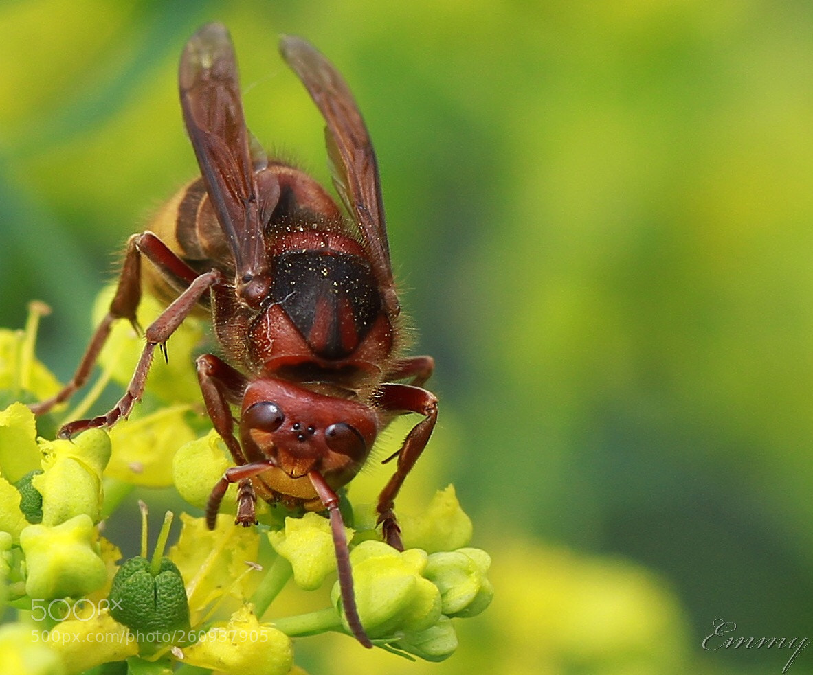Canon EOS 7D sample photo. Smile photography