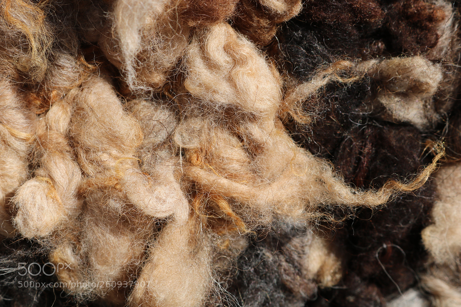 Canon EOS 750D (EOS Rebel T6i / EOS Kiss X8i) sample photo. Golden wool photography