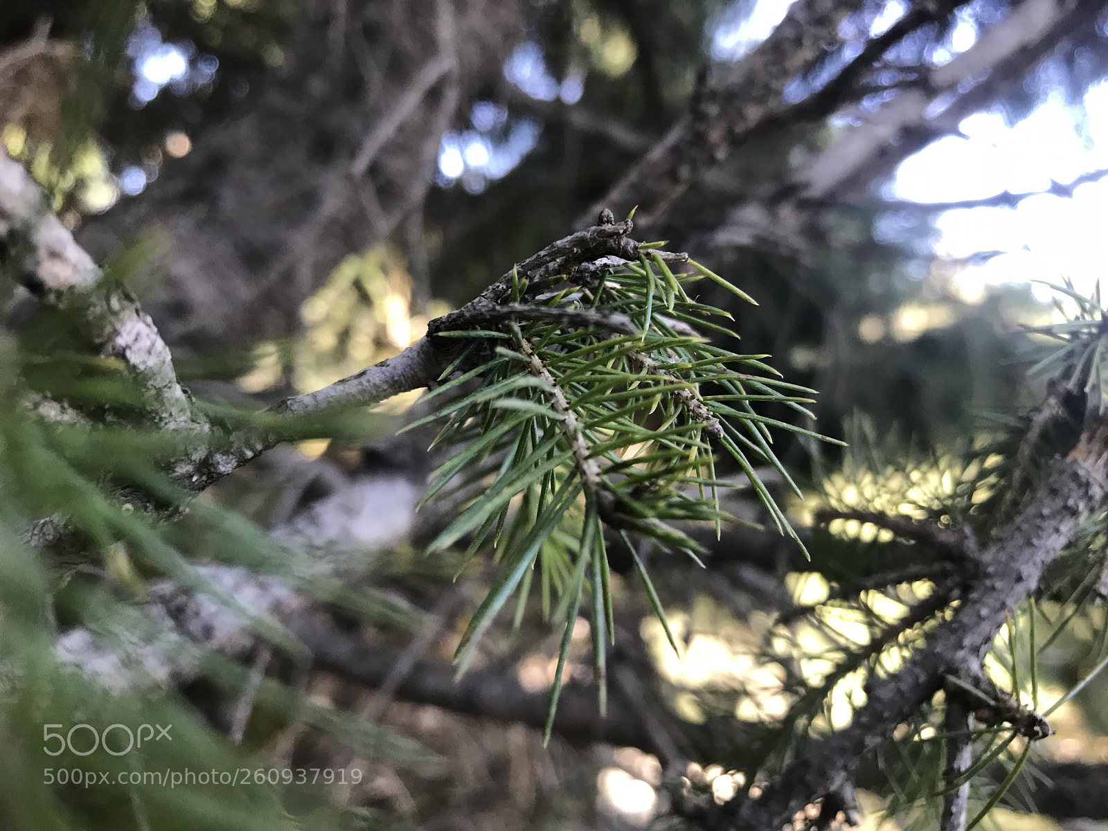 Apple iPhone 7 Plus sample photo. Img photography
