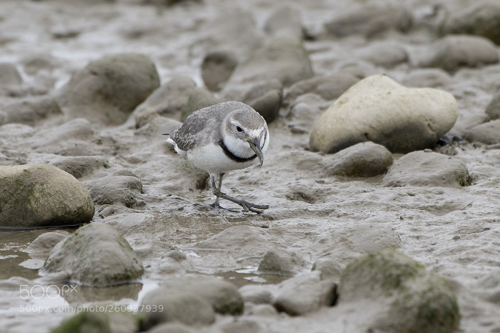 Nikon D500 sample photo. Wrybill / ngutuparore
anarhynchus frontalis photography