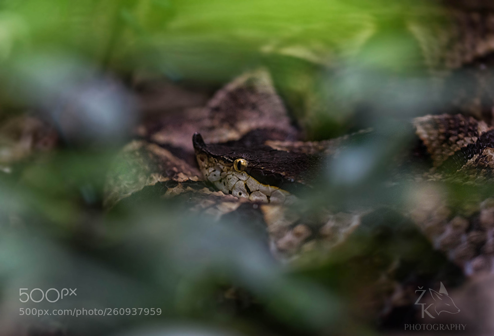 Nikon D5200 sample photo. Gaboon viper photography